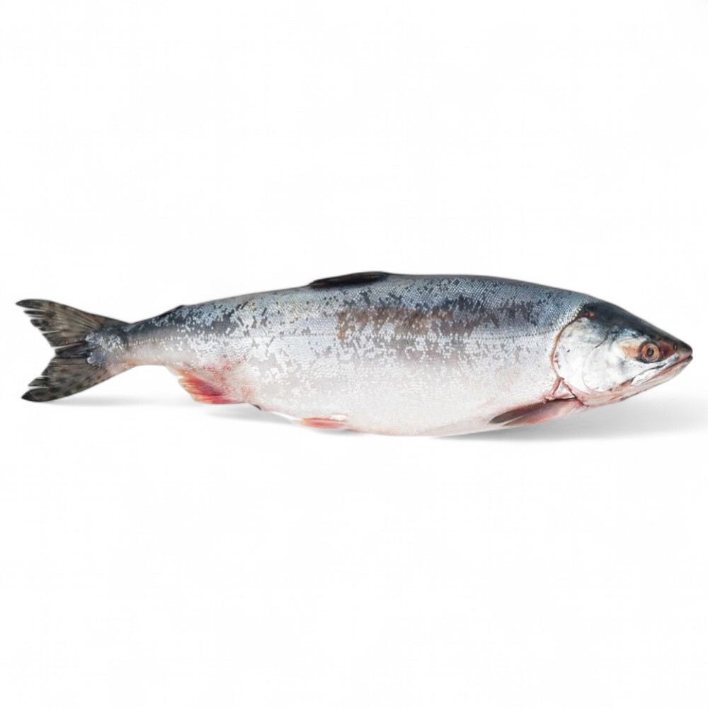 КИЖУЧ Камчатка, свежезамороженный