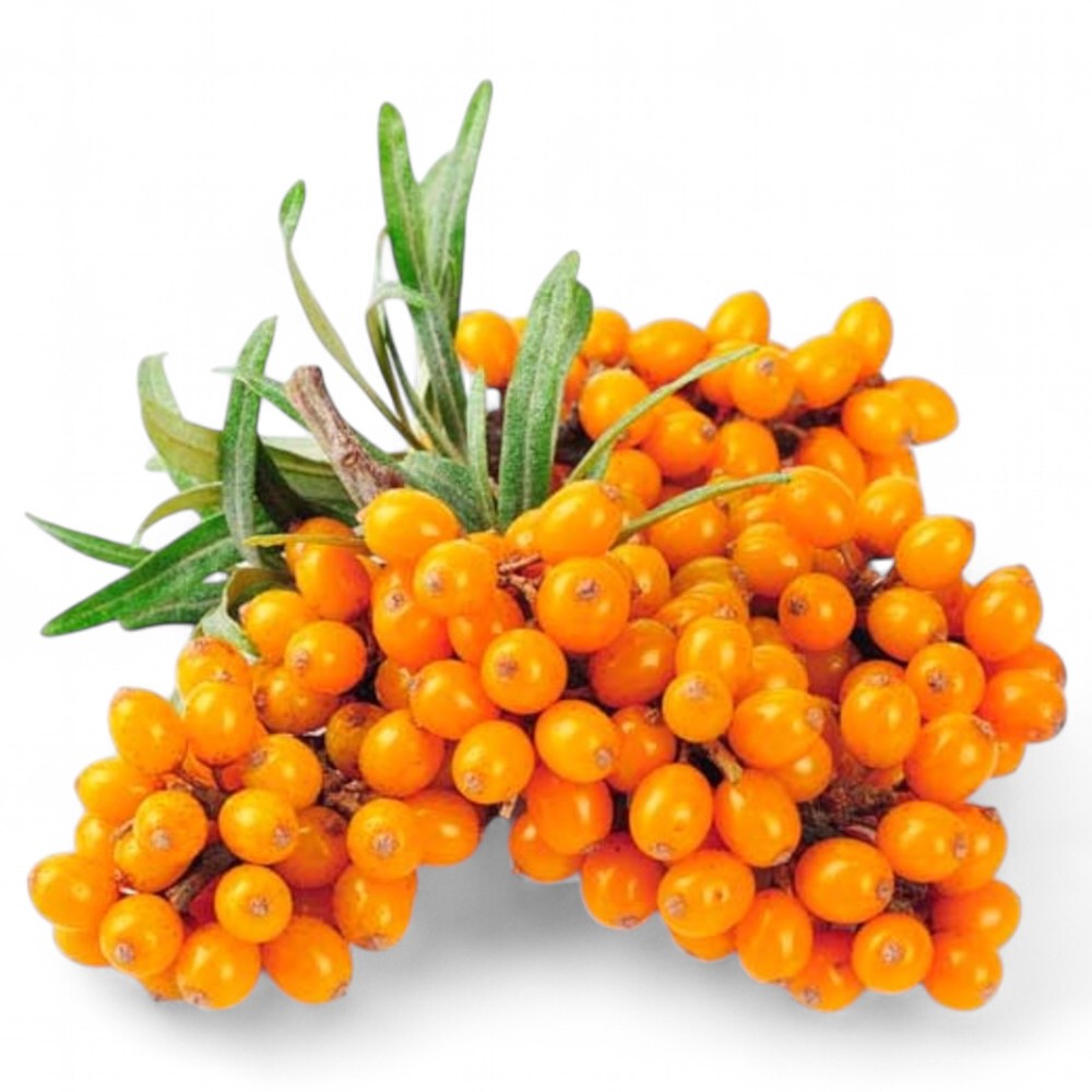 Облепиха садовая