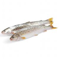 КУНДЖА тушка 