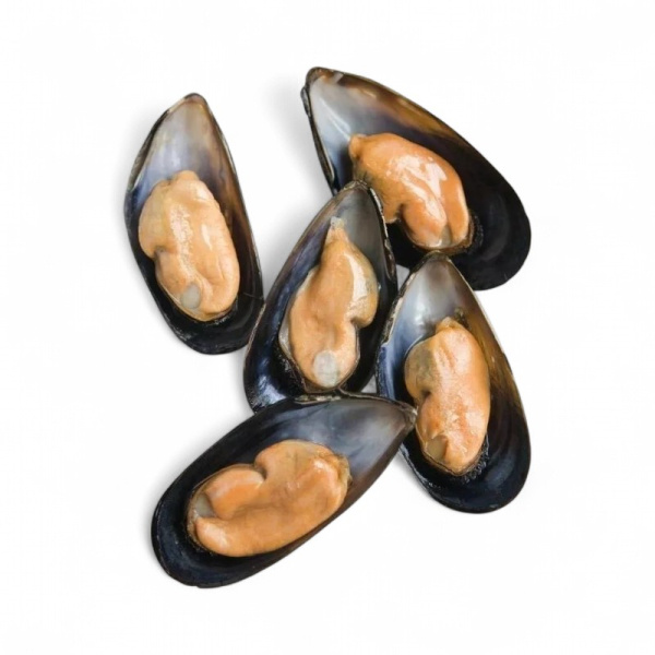 Мидия грея в/м