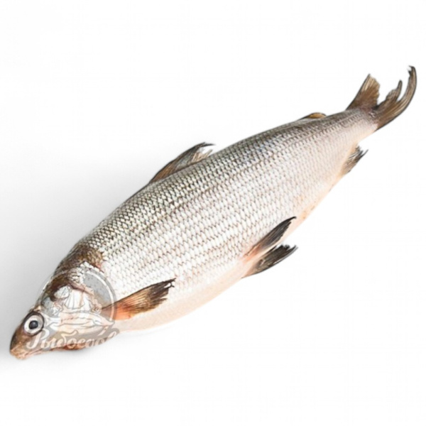 Омуль свежемороженный