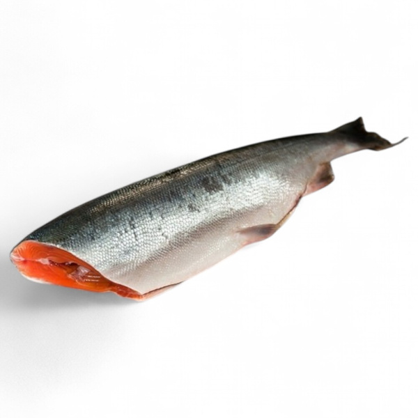 НЕРКА свежезамороженная 