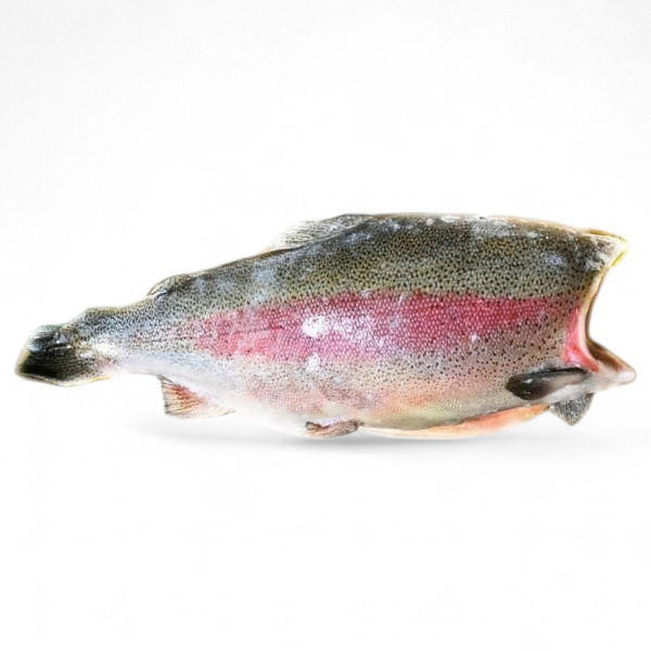 Форель Радужная без головы замороженная (2,7-3,6)