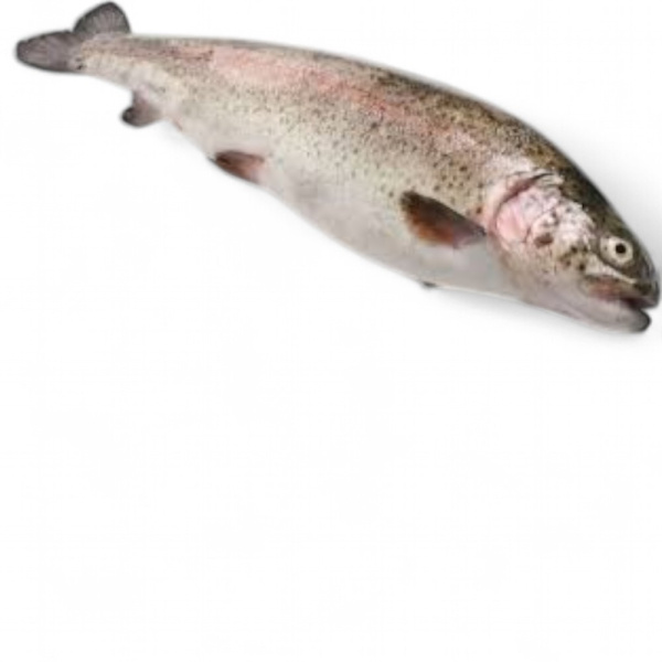 Форель Радужная НЕПОТРОШЕНАЯ, С/Г ЗАМ 500-800