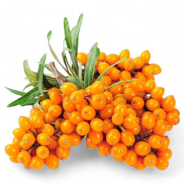 Облепиха садовая