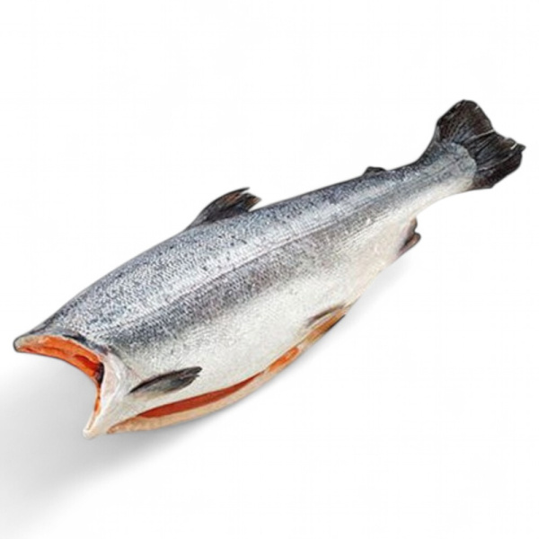 Форель радужная 1,8-2,7