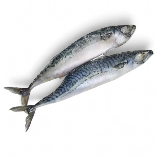 Сельдь с/м н/р 300+