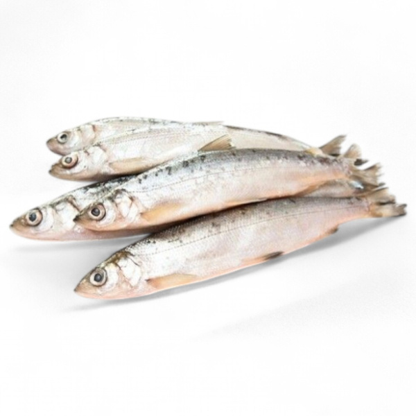 Ряпушка свежемороженная