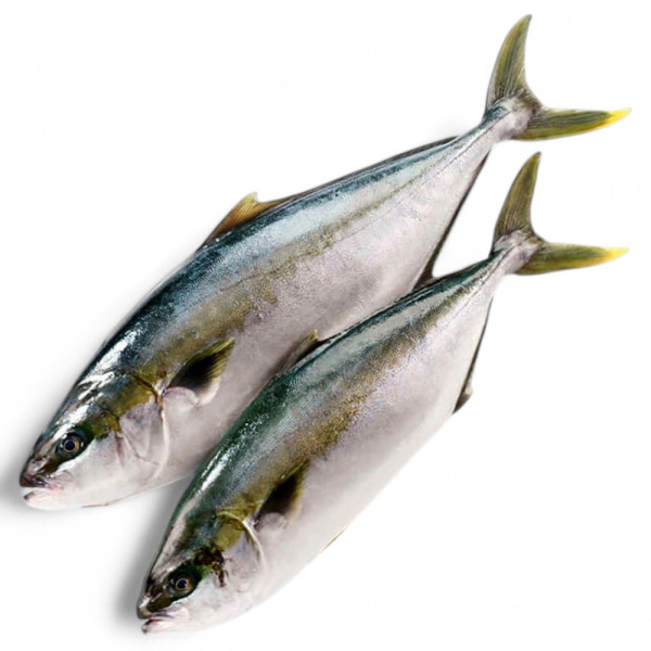 ЛАКЕДРА желтохвостая тушка